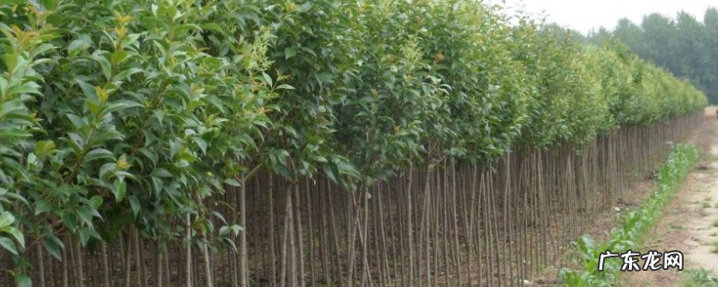 大叶女贞树苗的价格大概多少，有哪些种植方法