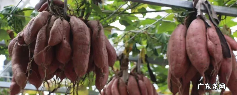 空中怎么种植红薯，有哪些技术要点