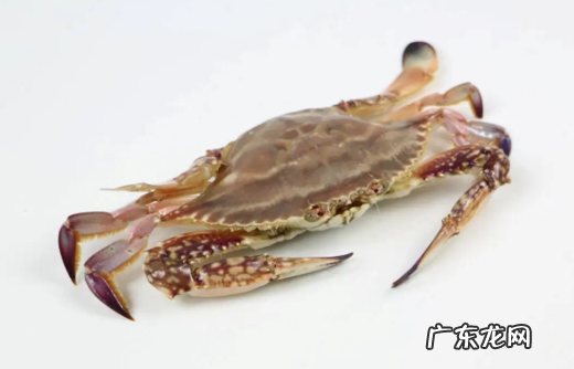 梭子蟹买回来没多久就死了可以吃吗