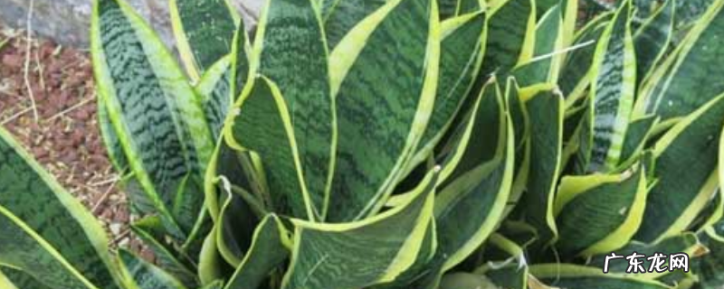 金边虎皮兰的繁殖方法,附养殖方法