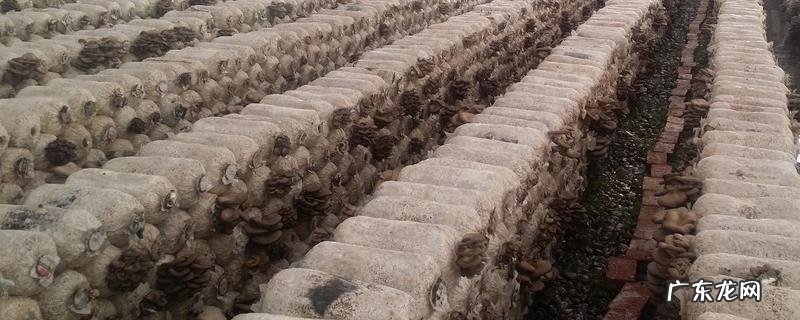 怎样在室内种蘑菇,有哪些要点