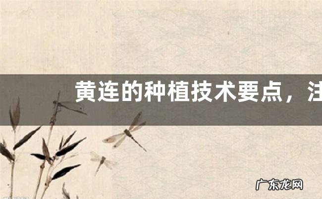 黄连的种植技术要点，注意防治病虫害