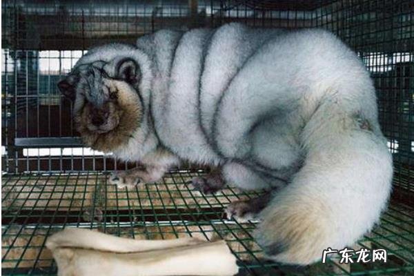 4个养殖致富项目,收益高成本低