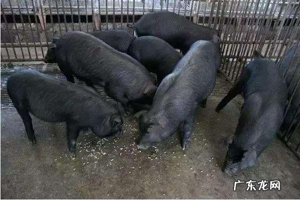 4个养殖致富项目,收益高成本低