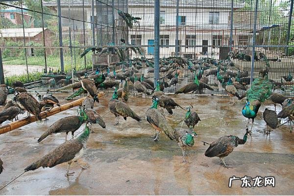 4个养殖致富项目,收益高成本低