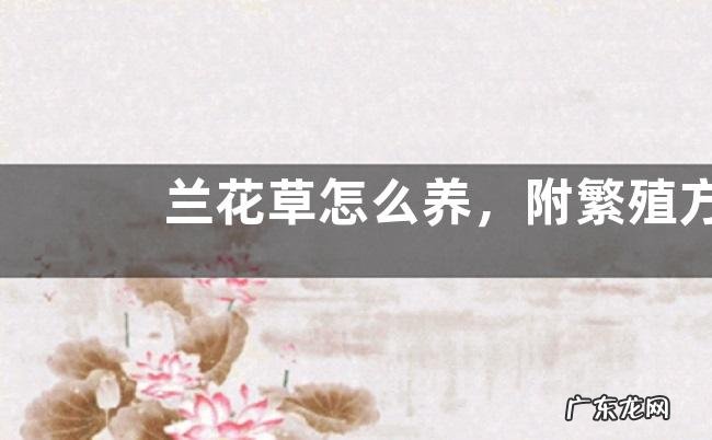 兰花草怎么养，附繁殖方法