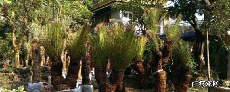 龙铁怎样修剪,附龙铁的养殖方法