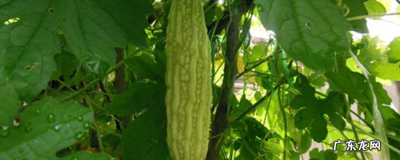 苦瓜是哪个季节的蔬菜,附苦瓜高产种植技术