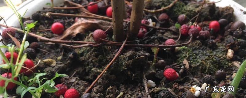 富贵籽的种子怎样播种,附富贵籽的生长习性