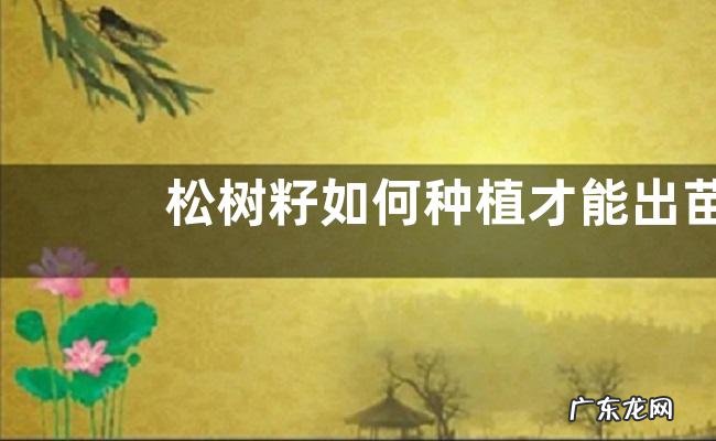 松树籽如何种植才能出苗,附松树的主要价值