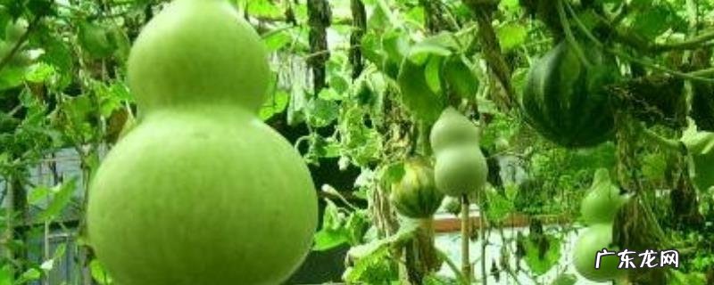 葫芦籽小盆栽怎么种,附葫芦的主要变种