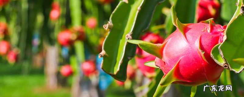 红龙果籽的播种方法,附红龙果盆栽种植方法