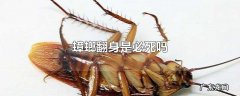 蟑螂翻身是必死吗