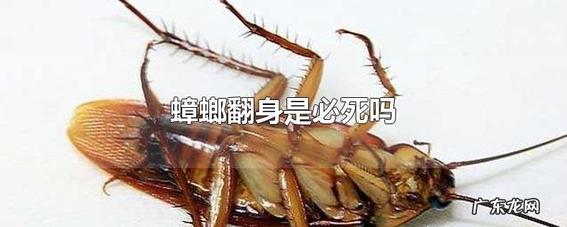 蟑螂翻身是必死吗