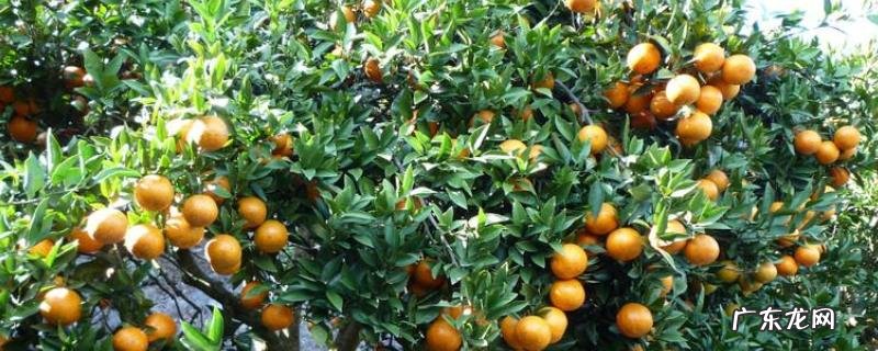 室外桔子树的过冬方法,附桔子的储存和保鲜方法