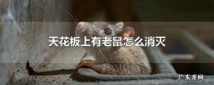 天花板上有老鼠怎么消灭