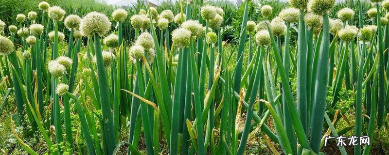 白葱籽的种植方法,怎样进行田间管理