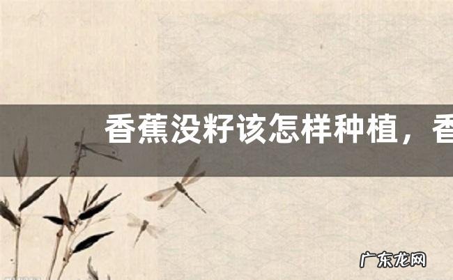 香蕉没籽该怎样种植,香蕉的种植时间是什么时候