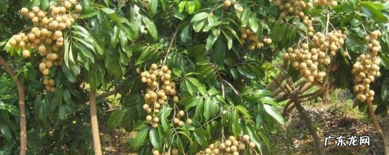 水果的籽怎么种植,可以种的水果籽有哪些,附盆栽水果籽注意事项