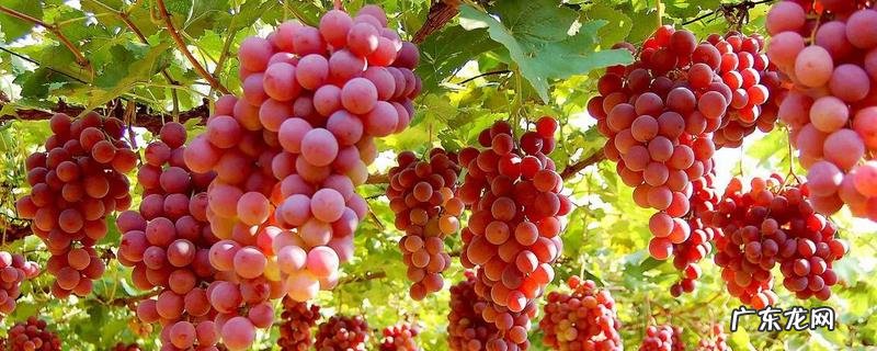 什么树能和葡萄嫁接，嫁接时间是什么时候，附嫁接方法