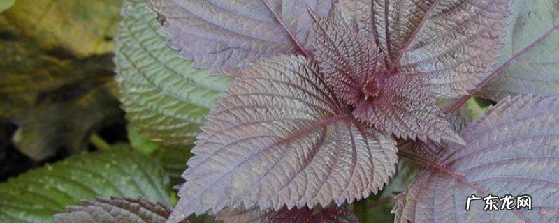 紫苏叶简介,附种植技术要点