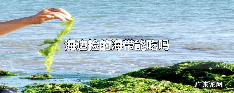海边捡的海带能吃吗