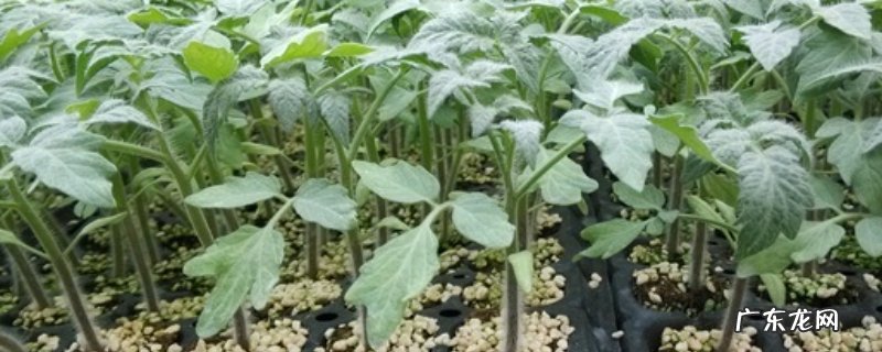 西红柿苗有哪些种植方法,西红柿苗发黄是怎么回事