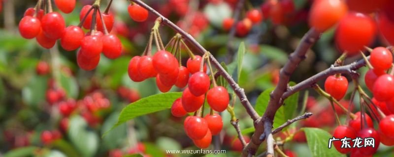 樱桃树应对倒春寒的方法,这7个诀窍不可不知