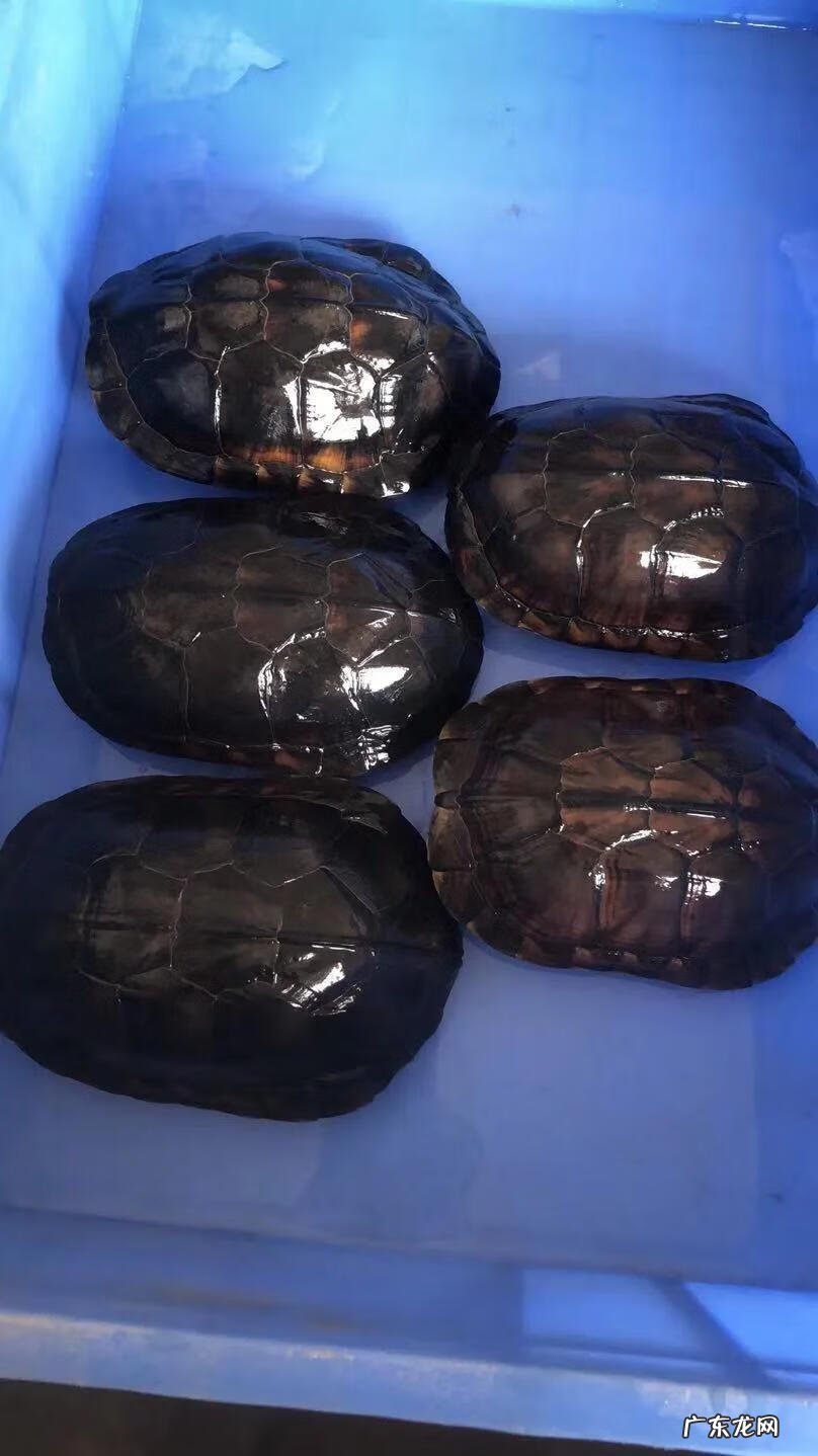 南石龟属于什么龟 南石金钱龟是风水龟吗