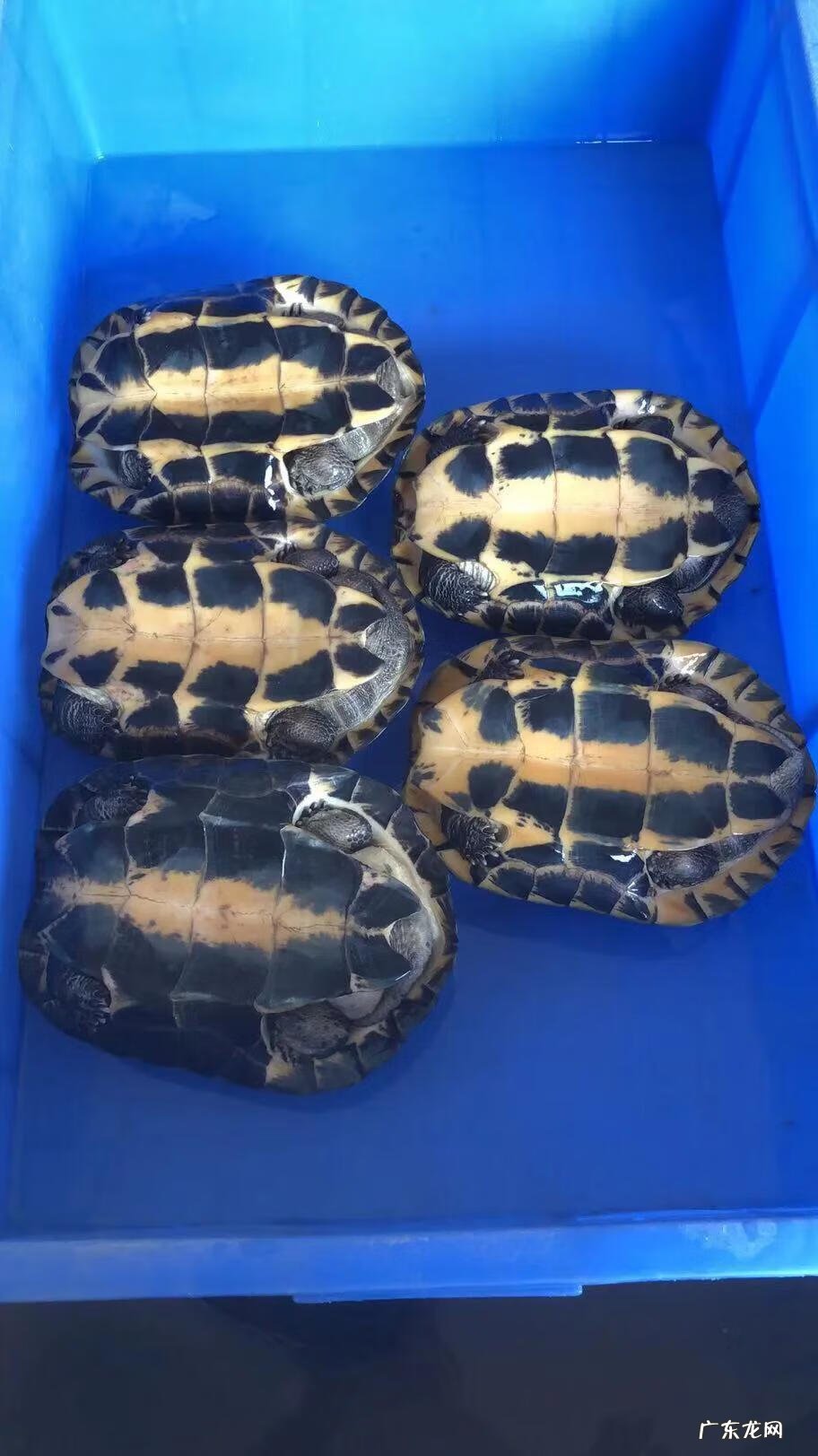 南石龟属于什么龟 南石金钱龟是风水龟吗