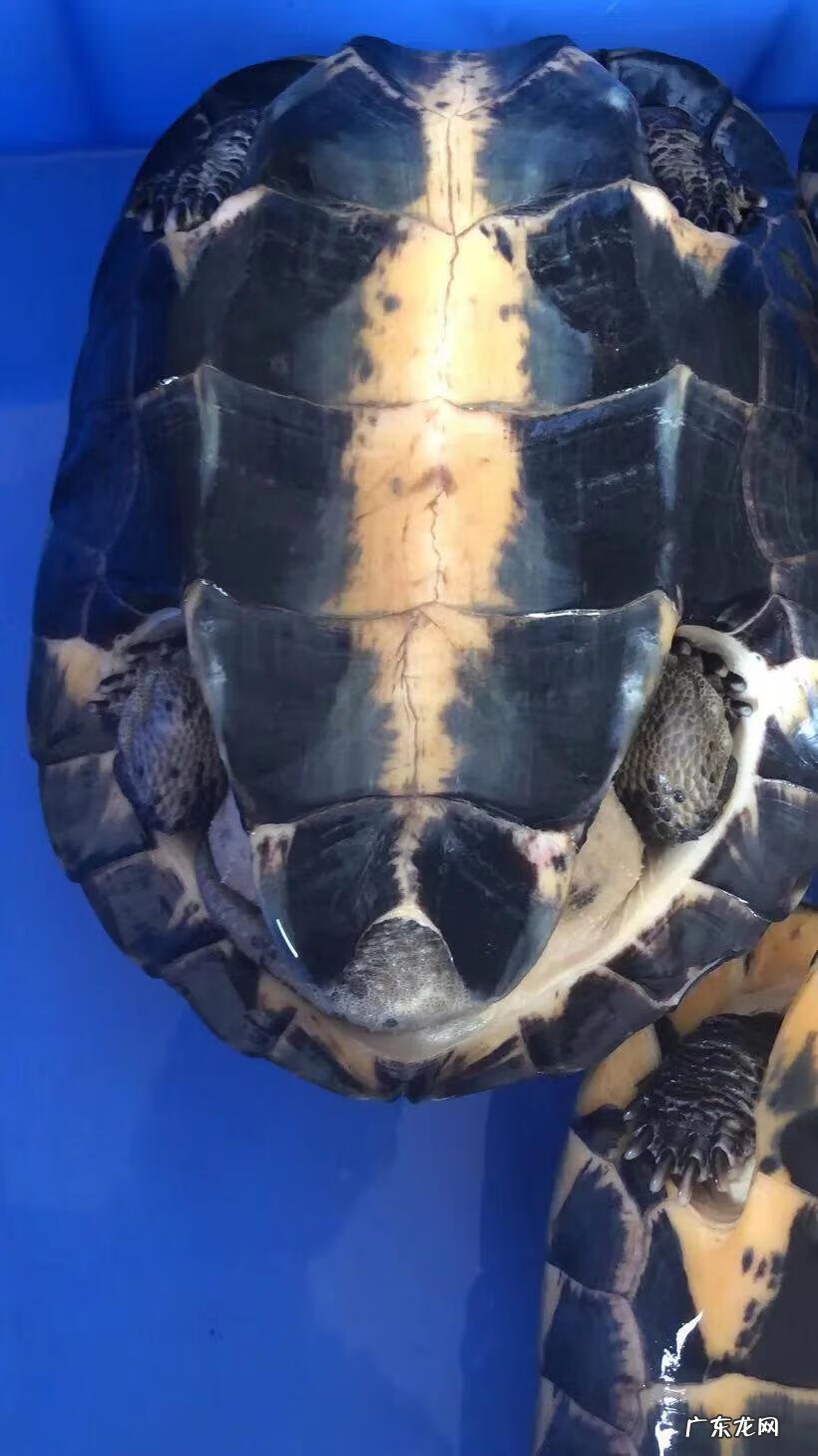 南石龟属于什么龟 南石金钱龟是风水龟吗