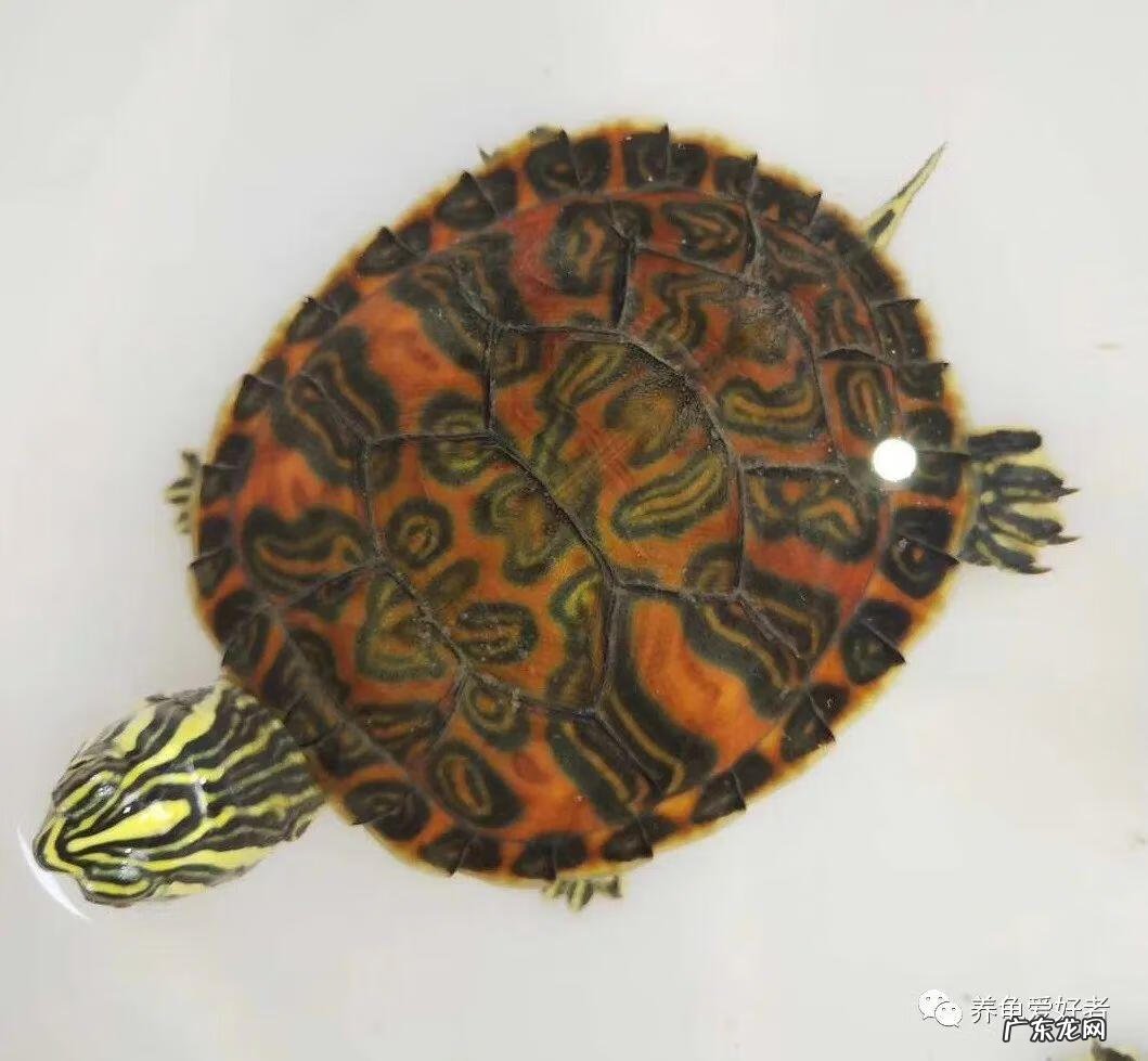 卧室养乌龟风水好不好 养乌龟好风水说