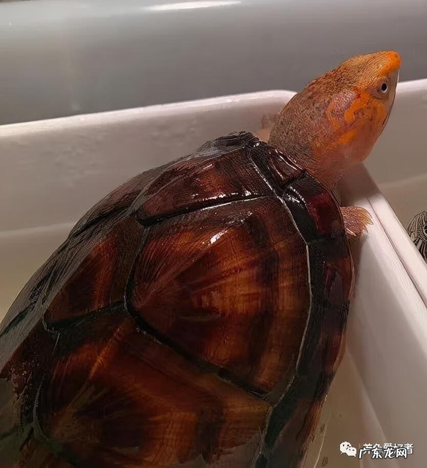 卧室养乌龟风水好不好 养乌龟好风水说