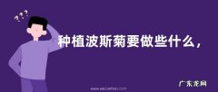 种植波斯菊要做些什么，需要掌握以下几点小技巧