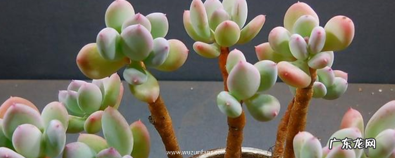 多肉桃美人该怎么养殖,有什么方法和注意事项吗