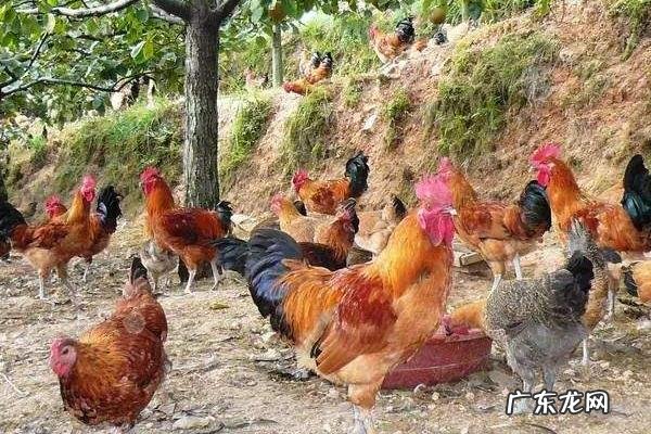 林地养鸡风险分析,以放牧散养为主