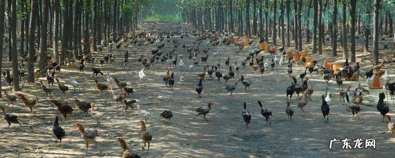 林地养鸡风险分析,以放牧散养为主
