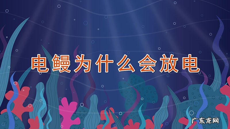 电鳗为什么会放电