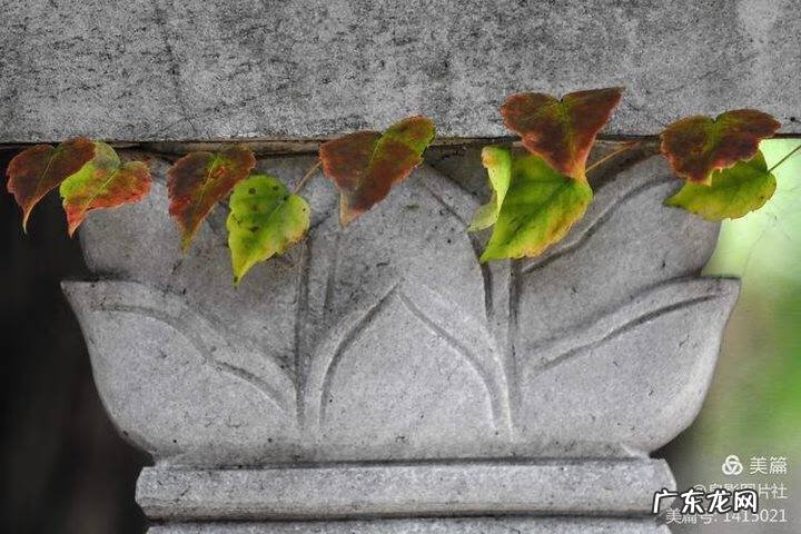 花椒树风水学是凶树吗 花椒树的风水