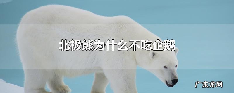 北极熊为什么不吃企鹅