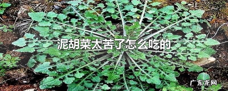 泥胡菜太苦了怎么吃的