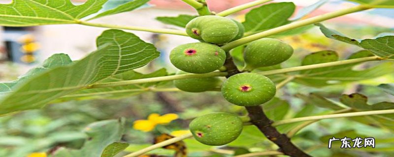 无花果苗的移植方法,移植应注意些什么