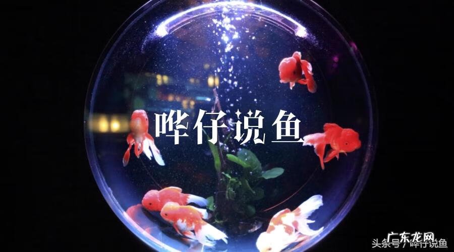 锦鲤地缸使用寿命 锦鲤地缸养在阳台风水好吗