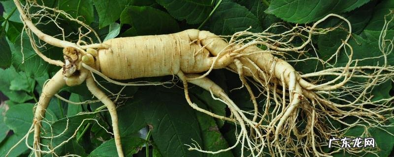 人参对生长环境有什么要求,附其生长条件要求