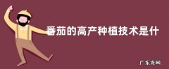 番茄的高产种植技术是什么，播种到结果要多长时间