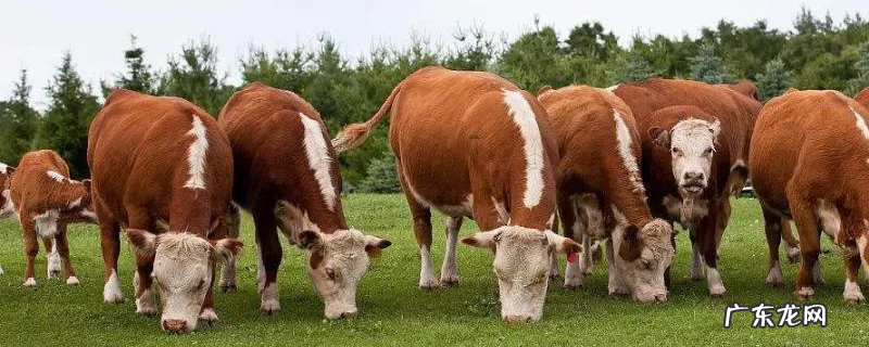 一亩地的牧草大概能养多少头牛,养殖时需要注意哪些事项