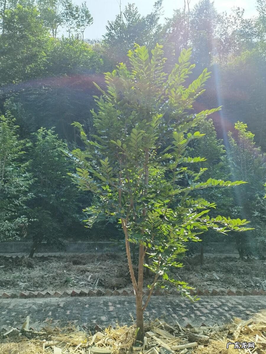 客厅采光不好影响风水 入户花园采光不好影响风水吗视频