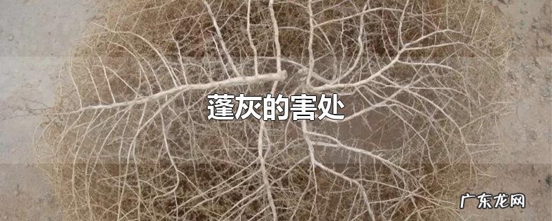蓬灰的害处