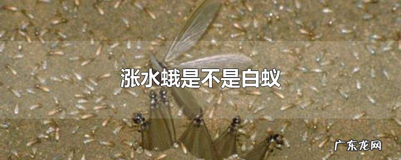 涨水蛾是不是白蚁