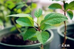 苹果栽在哪里风水好 种苹果树风水对风水好吗有影响吗